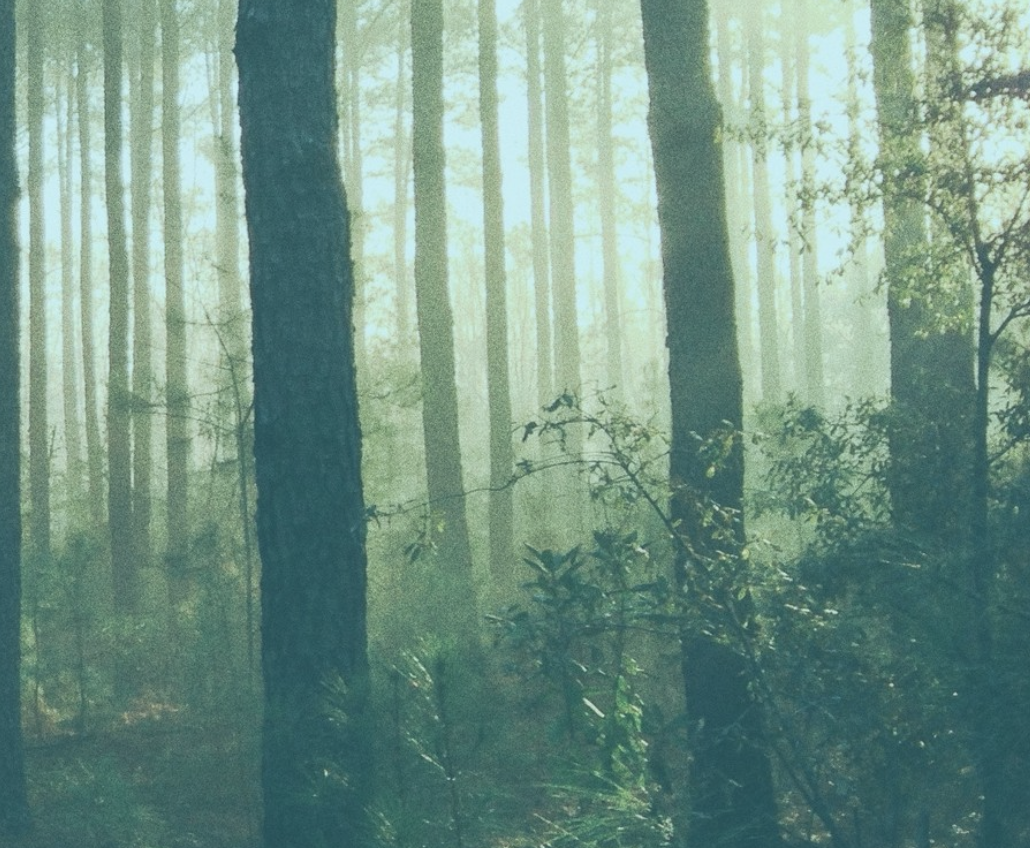 A picture of a forest. In the background, the tree tops with leaves and branches are visible. In the foreground, only the trunks can be seen. There's a smaller tree on the right with lots of leaves and buds catching the sunlight.