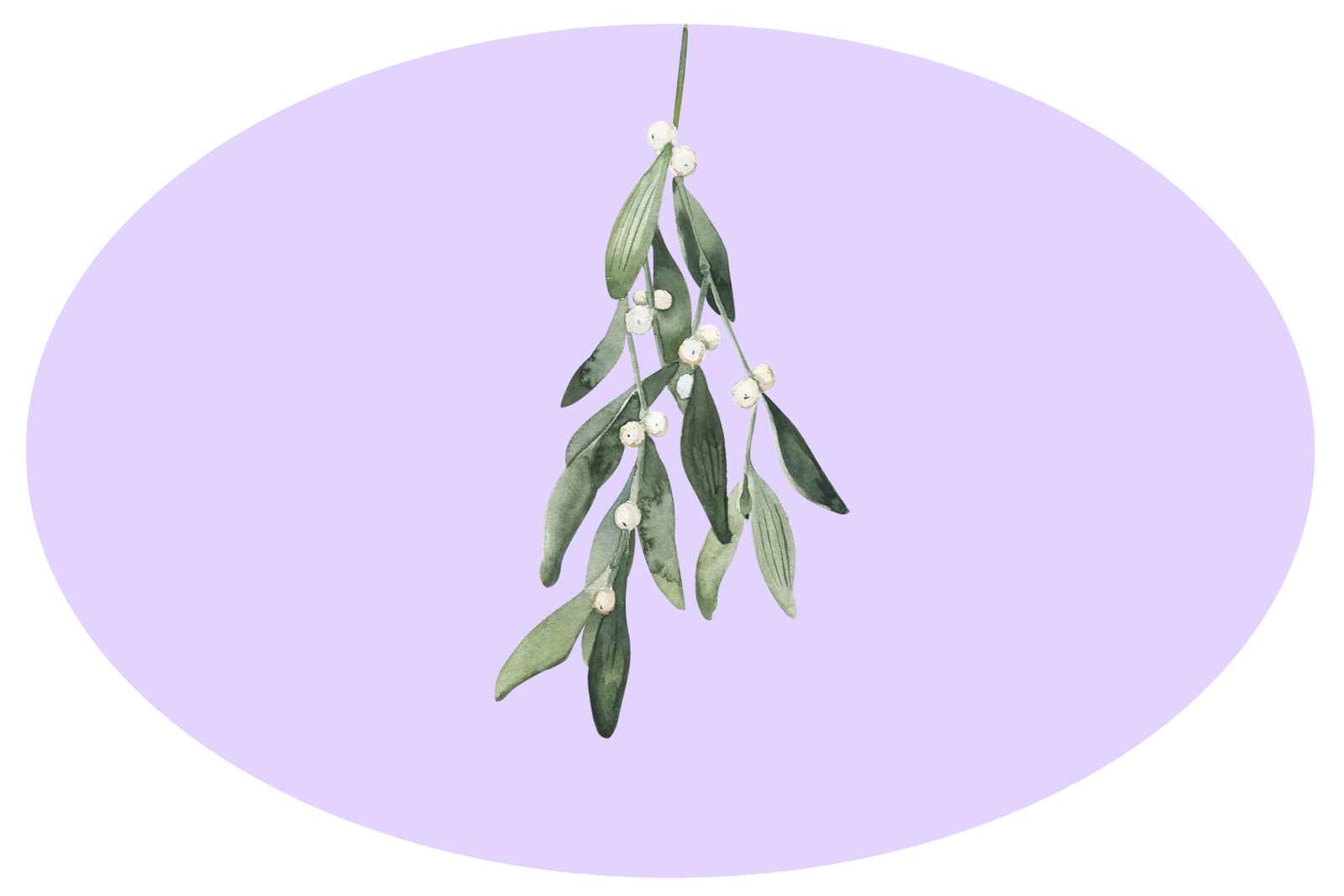 Graphic of green mistletoe on a purple background.